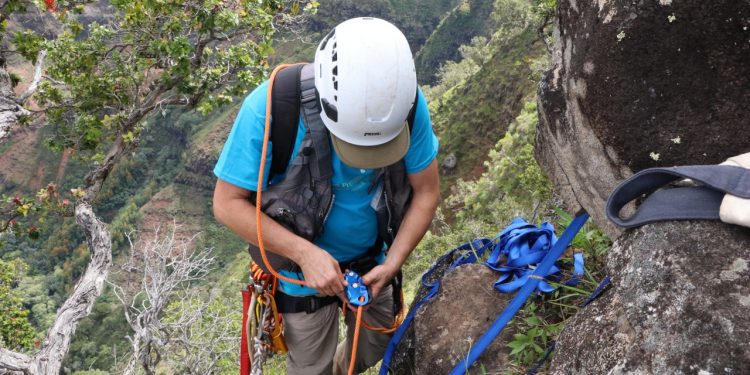 new-documentary-follows-the-botanists-who-rappel-down-cliffs-in-effort-to-save-hawaii's-plant-…