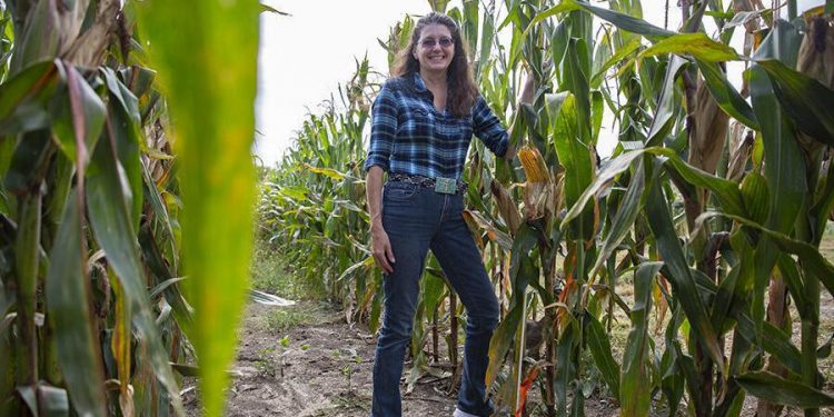 waverly-farmer's-facebook-page-shows-single-stalk-of-corn-growing;-500-people-and-15-…