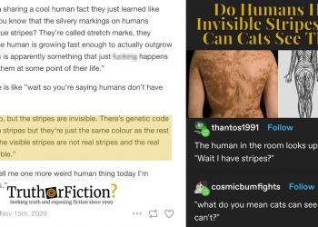 'humans-have-stripes'-–-truth-or-fiction?
