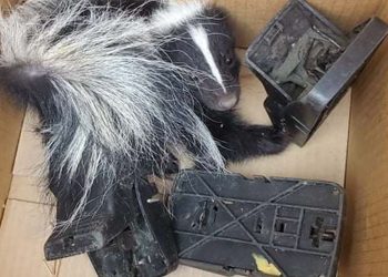 animals-being-injured,-dying-due-to-snap-traps-for-rats:-bc-animal-welfare-groups-–-vancouver-sun
