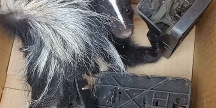 animals-being-injured,-dying-due-to-snap-traps-for-rats:-bc-animal-welfare-groups-–-vancouver-sun