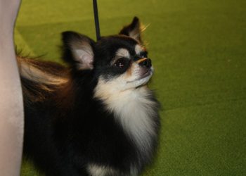 california-man-fatally-tortures-puppy,-posts-video-on-snapchat-–-ibtimes-uk