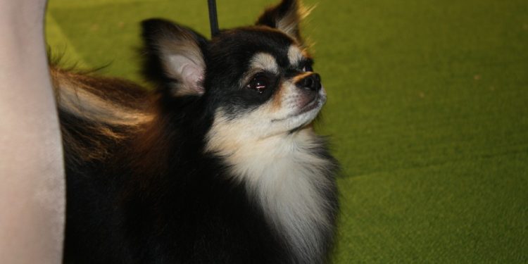 california-man-fatally-tortures-puppy,-posts-video-on-snapchat-–-ibtimes-uk
