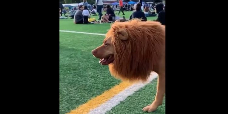 'lion'-doggo-walks-with-a-lovely-but-fake-mane.-viral-video-takes-over-instagram-|-trending-…