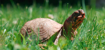 watch:-strange-short-doc-'snowy'-about-a-pet-turtle's-rejuvenation-|-firstshowing.net