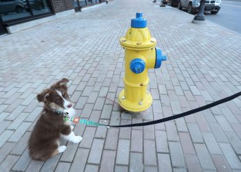 weather:-flurries-in-the-forecast,-gusty-winds,-1-c-by-afternoon-|-ottawa-citizen