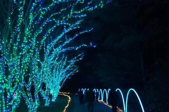 norfolk-botanical-garden-warns-of-fake-tickets-sold-on-facebook-for-million-bulb-walk-|-wavy.com