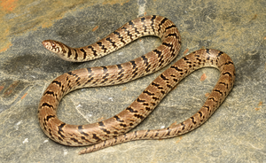snake-photo-posted-on-instagram-leads-to-the-discovery-of-a-new-species-from-the-himalayas