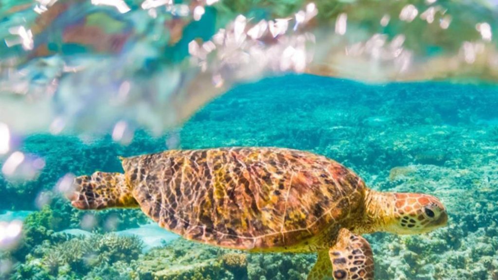 snapchat's-gen-z-user-base-getting-augmented-reality-look-at-great-barrier-reef-|-the-west-…