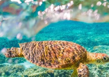 snapchat's-gen-z-user-base-getting-augmented-reality-look-at-great-barrier-reef-|-the-west-…