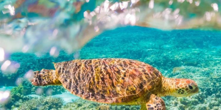 snapchat's-gen-z-user-base-getting-augmented-reality-look-at-great-barrier-reef-|-the-west-…