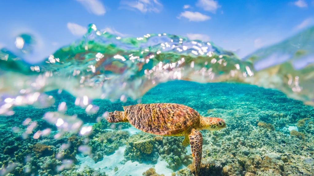 snapchat-unveils-gen-z-great-barrier-reef-augmented-reality-tool-–-newscom.au