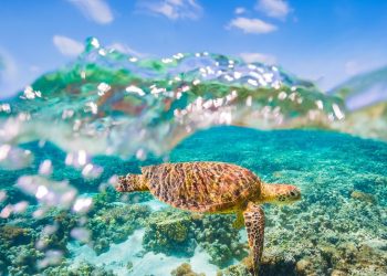 snapchat-unveils-gen-z-great-barrier-reef-augmented-reality-tool-–-newscom.au