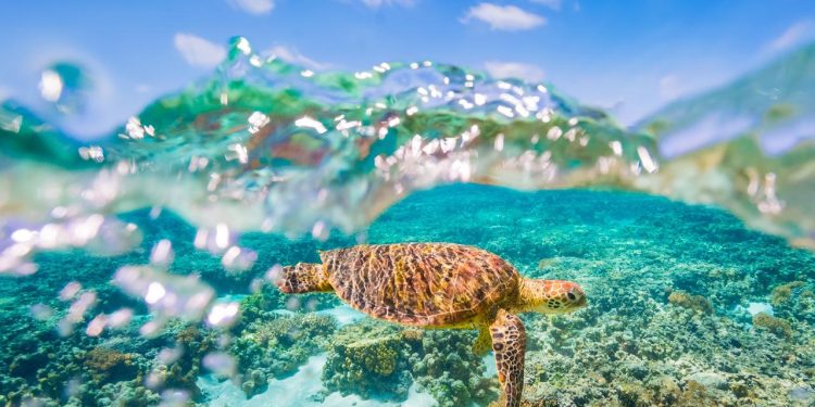 snapchat-unveils-gen-z-great-barrier-reef-augmented-reality-tool-–-newscom.au