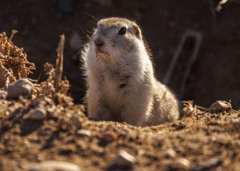 on-the-road:-gophers-|-calgary-herald