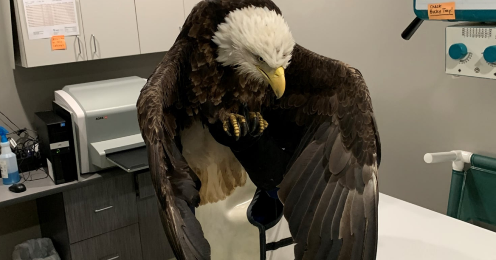 injured-bald-eagle-rescued-from-smithville-lake-|-state-news-|-komu.com