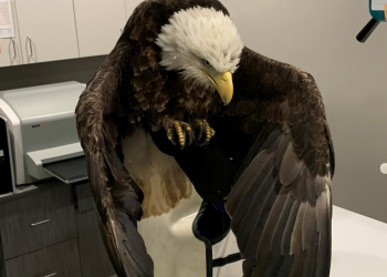 injured-bald-eagle-rescued-from-smithville-lake-|-state-news-|-komu.com