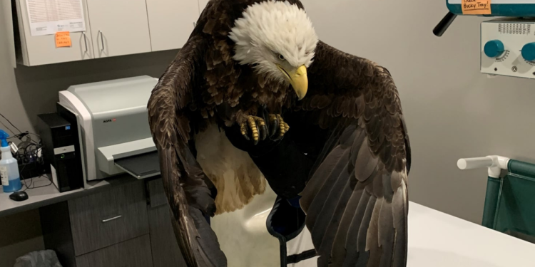 injured-bald-eagle-rescued-from-smithville-lake-|-state-news-|-komu.com