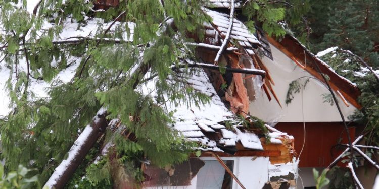 two-dead-after-tree-falls-on-house-in-horseshoe-bay-|-vancouver-sun