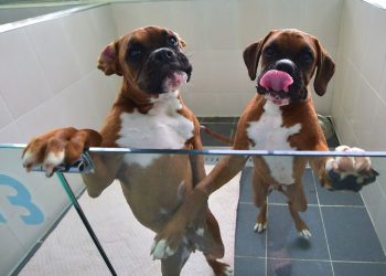 seeing-double:-why-instagram-influencers-are-cloning-their-dogs-and-cats-|-national-post