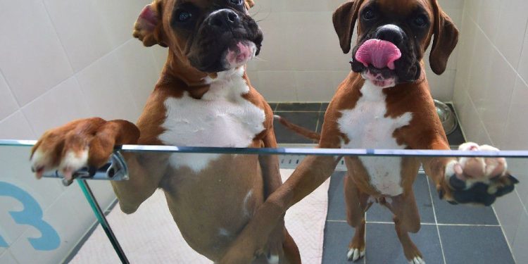 seeing-double:-why-instagram-influencers-are-cloning-their-dogs-and-cats-|-national-post