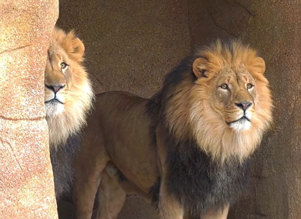 watch-and-listen-to-2-illinois-zoo-lions-roar-for-their-birthday-–-khmo