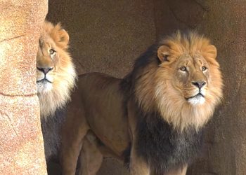 watch-and-listen-to-2-illinois-zoo-lions-roar-for-their-birthday-–-khmo