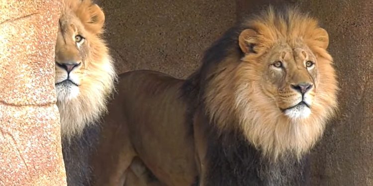 watch-and-listen-to-2-illinois-zoo-lions-roar-for-their-birthday-–-khmo