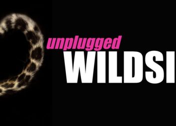 the-wildside-festival-is-taking-over-the-centaur-theatre-with-two-shows!-–-mountain-lake-pbs