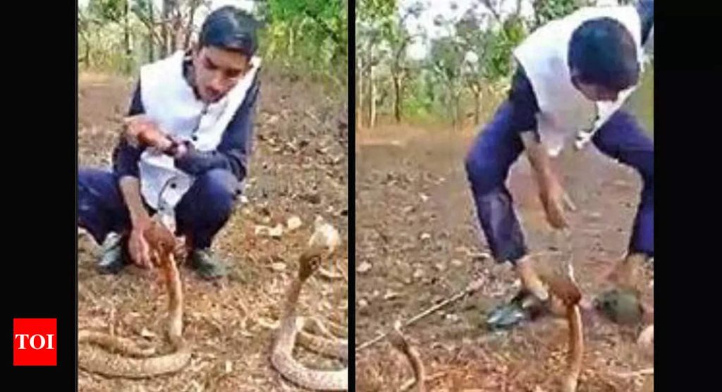 karnataka:-cobra-bites-stuntman-making-youtube-video-|-hubballi-news-–-times-of-india