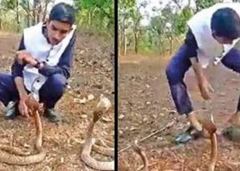 karnataka:-cobra-bites-stuntman-making-youtube-video-|-hubballi-news-–-times-of-india