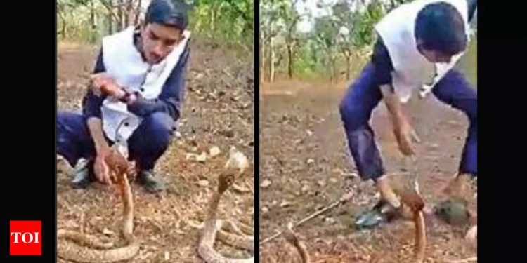karnataka:-cobra-bites-stuntman-making-youtube-video-|-hubballi-news-–-times-of-india