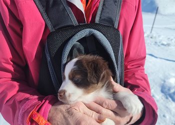 contemporary-pet-sheltering-adoption-and-beyond-–-eye-on-sun-valley