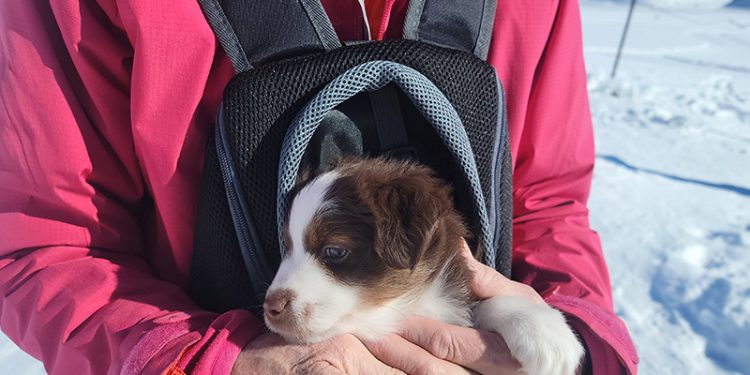 contemporary-pet-sheltering-adoption-and-beyond-–-eye-on-sun-valley