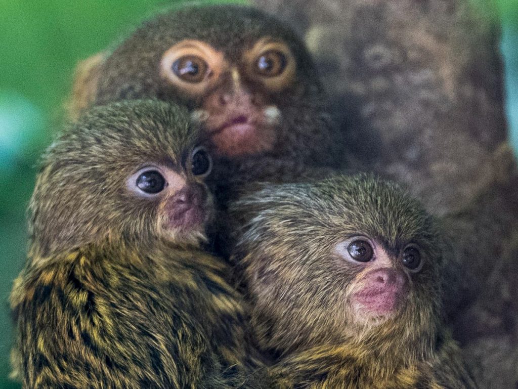 endangered-animals-for-sale-as-illegal-wildlife-trafficking-'thrives'-on-facebook-–-the-independent