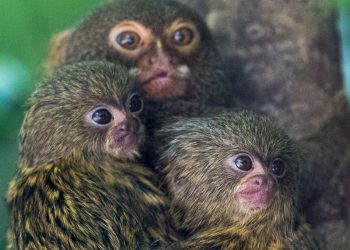 endangered-animals-for-sale-as-illegal-wildlife-trafficking-'thrives'-on-facebook-–-the-independent