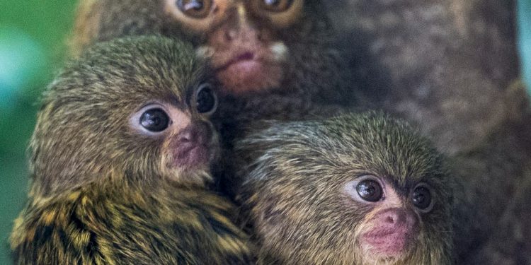 endangered-animals-for-sale-as-illegal-wildlife-trafficking-'thrives'-on-facebook-–-the-independent