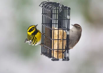 why-experts-say-you-should-immediately-stop-filling-birdfeeders-–-al.com