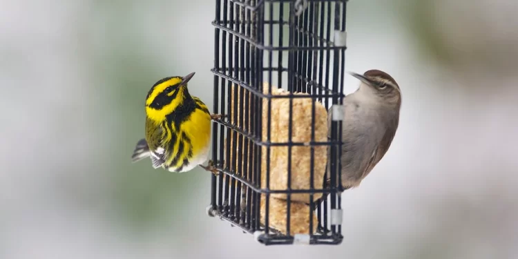 why-experts-say-you-should-immediately-stop-filling-birdfeeders-–-al.com