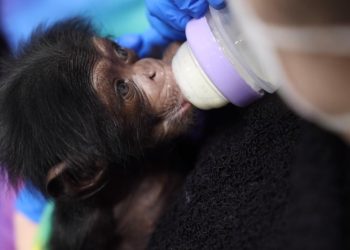 zoo-knoxville-celebrates-new-chimp's-birth-–-wvlt-tv