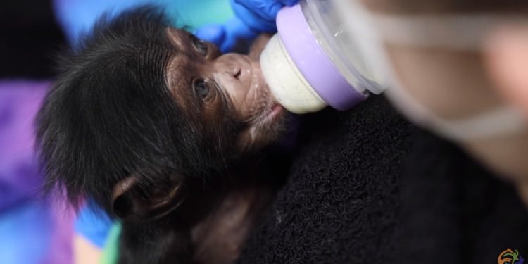 zoo-knoxville-celebrates-new-chimp's-birth-–-wvlt-tv