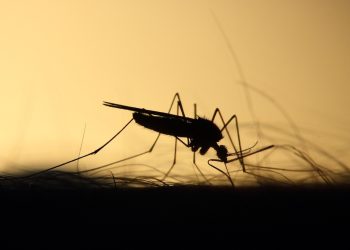 self-eliminating-genes-tested-on-mosquitoes-–-agrilife-today