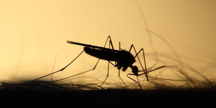 self-eliminating-genes-tested-on-mosquitoes-–-agrilife-today