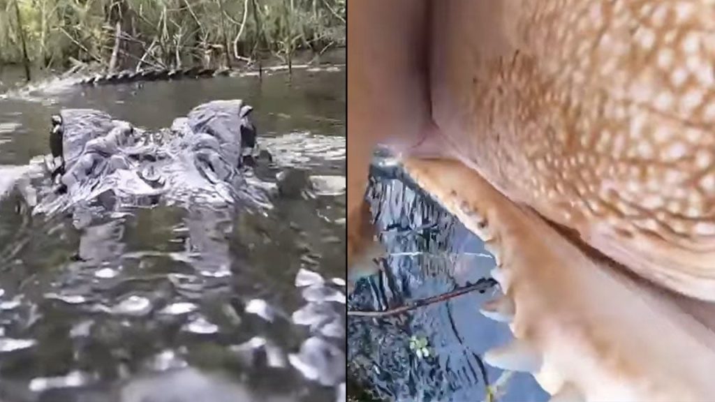 only-in-florida:-alligator-jumps-up,-tries-to-snatch-gopro-camera-–-fox-35-orlando