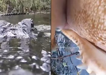 only-in-florida:-alligator-jumps-up,-tries-to-snatch-gopro-camera-–-fox-35-orlando