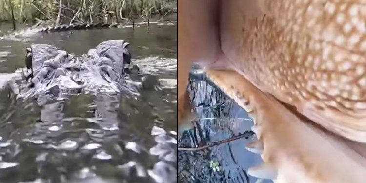 only-in-florida:-alligator-jumps-up,-tries-to-snatch-gopro-camera-–-fox-35-orlando