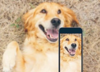 does-your-ig-give-off-big-dog-energy?-try-the-100-best-pup-friendly-instagram-captions-–-parade