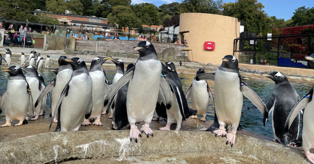 video-agency-launches-virtual-experience-with-edinburgh-zoo-and-vimeo-collaboration-|-bdaily