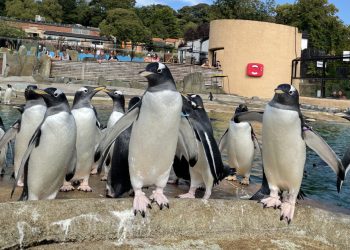 video-agency-launches-virtual-experience-with-edinburgh-zoo-and-vimeo-collaboration-|-bdaily