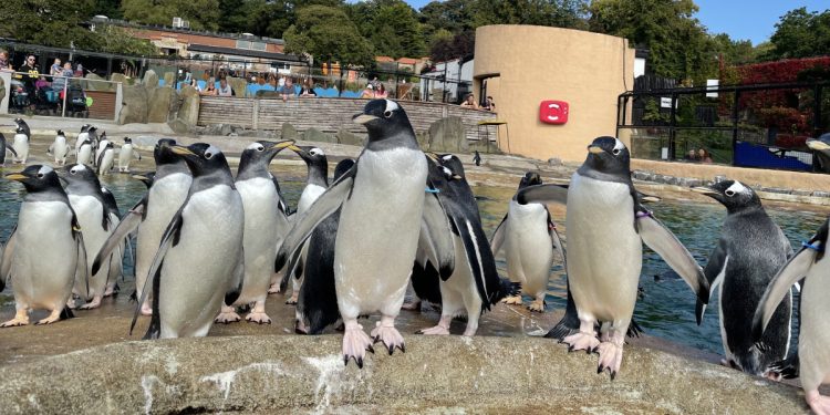 video-agency-launches-virtual-experience-with-edinburgh-zoo-and-vimeo-collaboration-|-bdaily